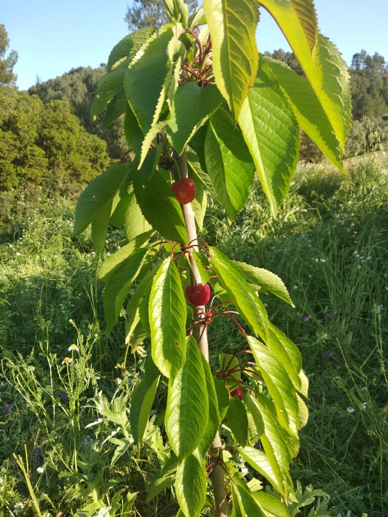 primeras cerezas en el bosque comestible Boodaville